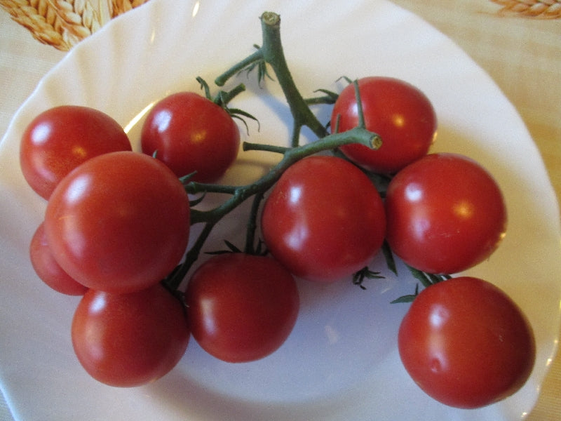 BIO Koktél Paradicsom -piros -25 dkg