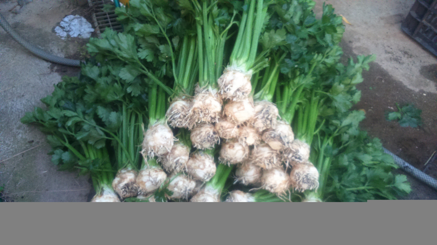 Zellergumó levéllel