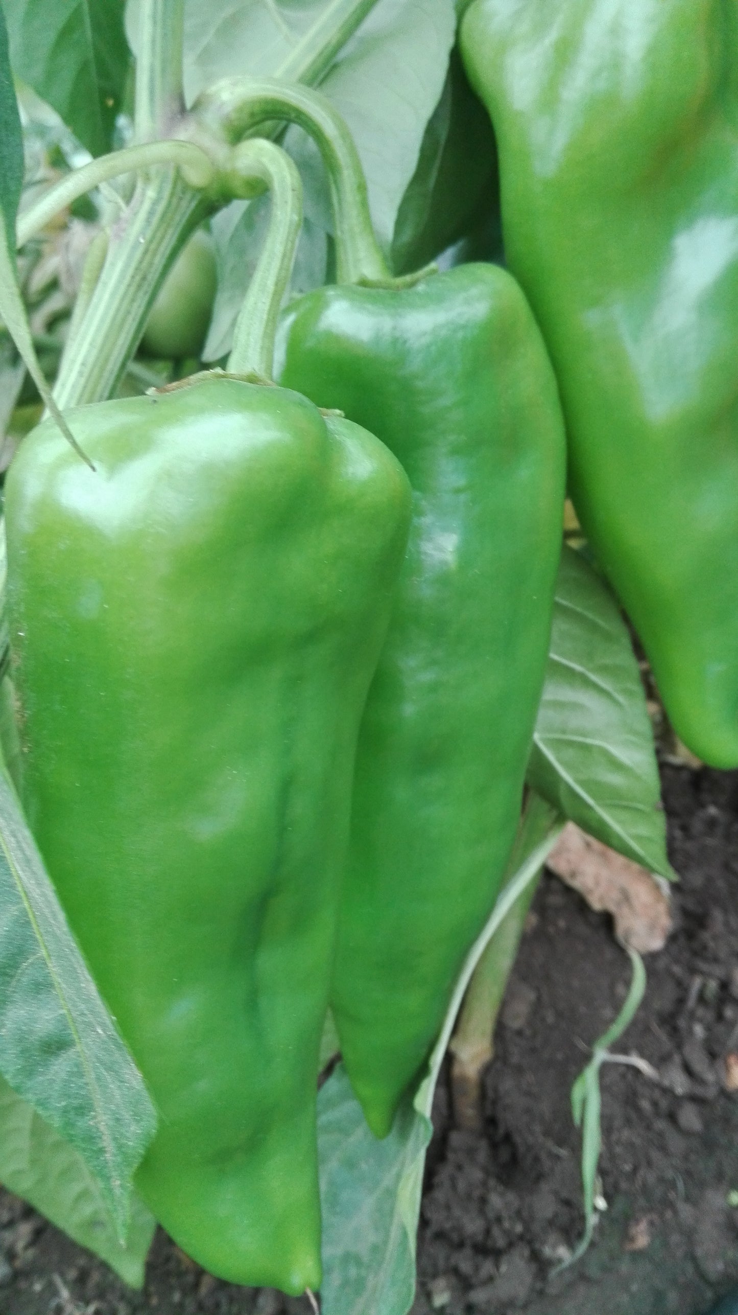 Kápia Paprika - zöld -500g