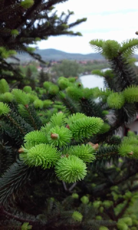 Fenyőrügy szirup -200ml