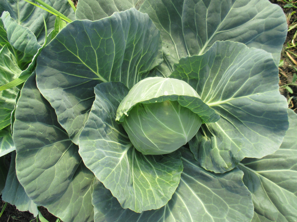 Bio Új fejes káposzta