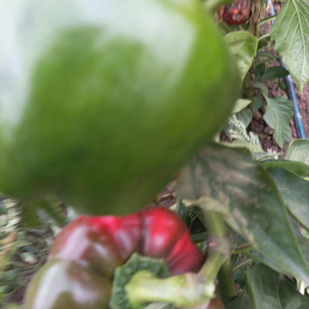 Kaliforniai paprika -zöld -50 dkg