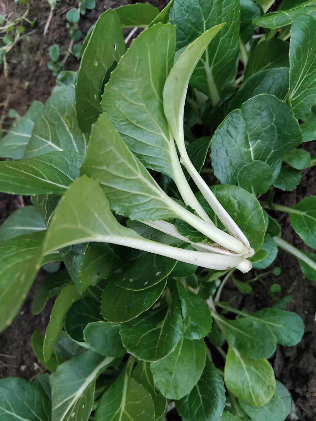 Pak-choi (bordáskel) baby 100 g