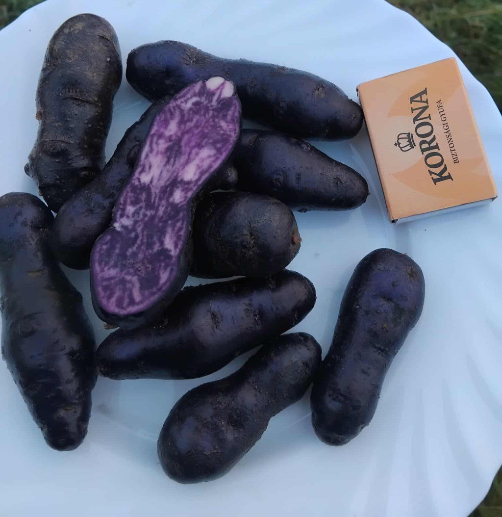 Burgonya lila 0,5 kg