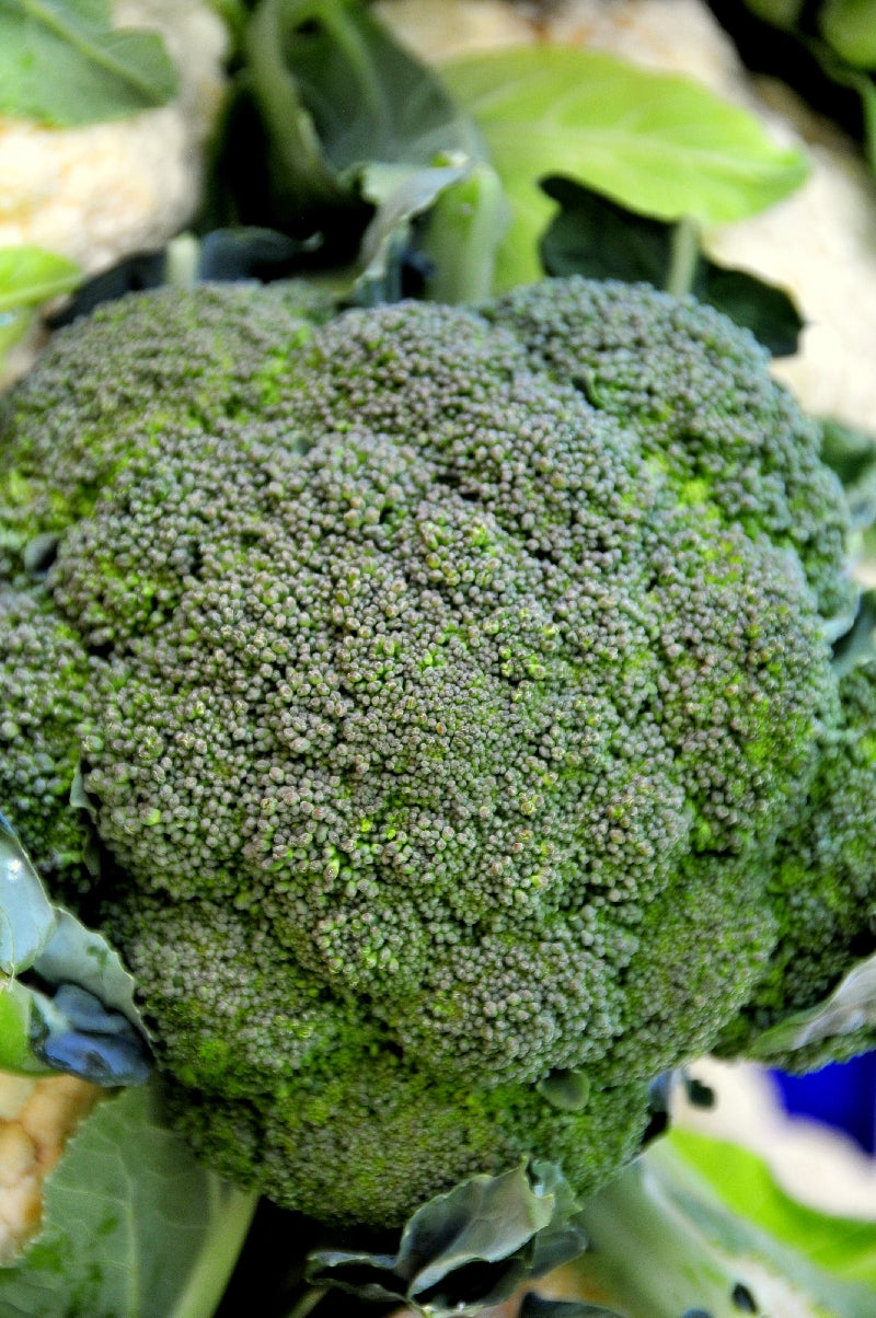 Bio Brokkoli