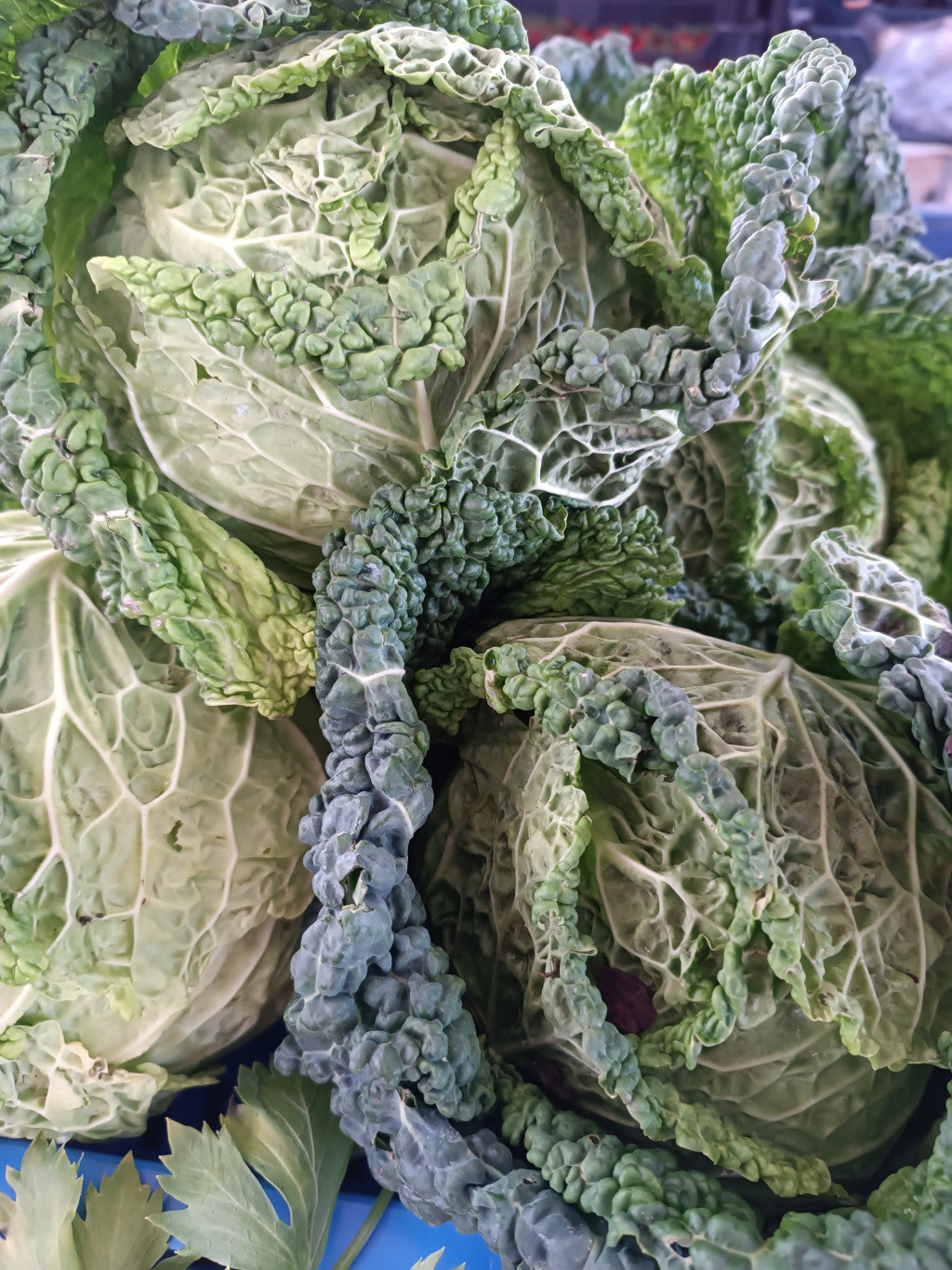 Kelkáposzta -kb. 1 kg