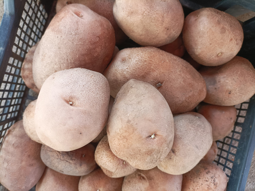 Burgonya -bellaróza -1 kg