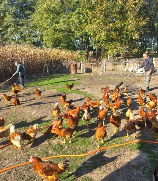 Tisztított, fiatal kakas -egészben  -kb.1,7-2,2 kg