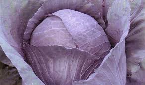 Lila káposzta -kb. 1 kg