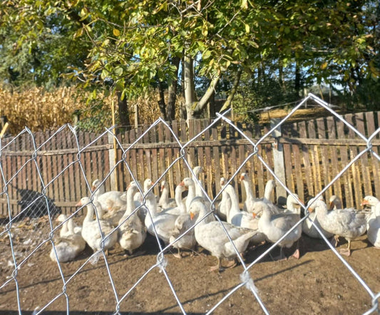 Tisztított pecsenye liba -egészben -kb.3,5-4,5 kg