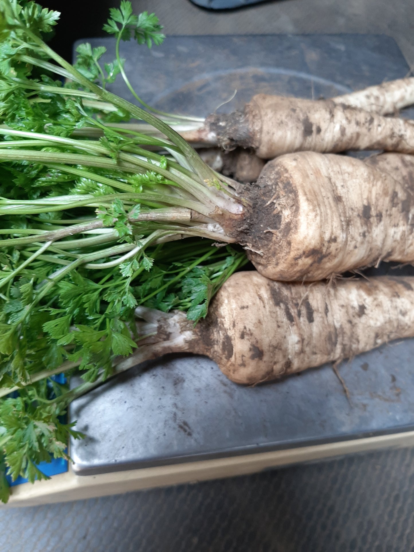 Petrezselyem gyökér -zöldséglevéllel -kb.250gr