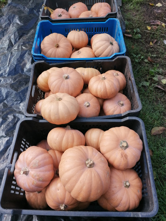 MUSKOTÁLYOS-SÜTŐTÖK