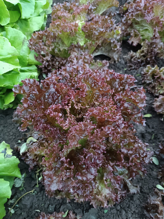 Saláta -bordólevelű loló