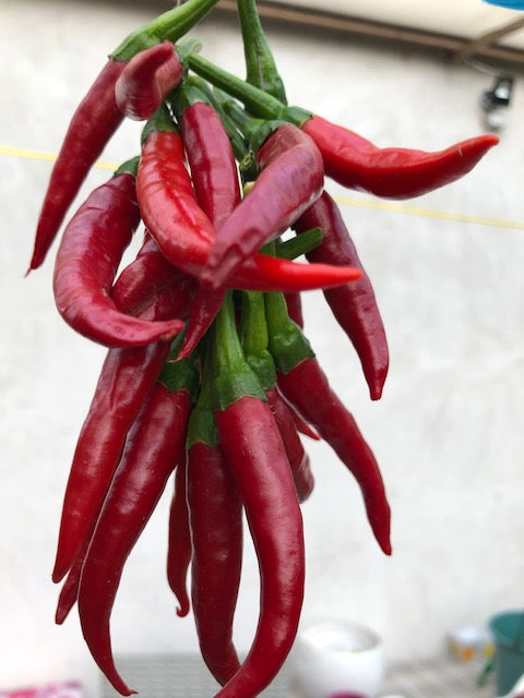 Csípős Paprika -felfűzve -20 db