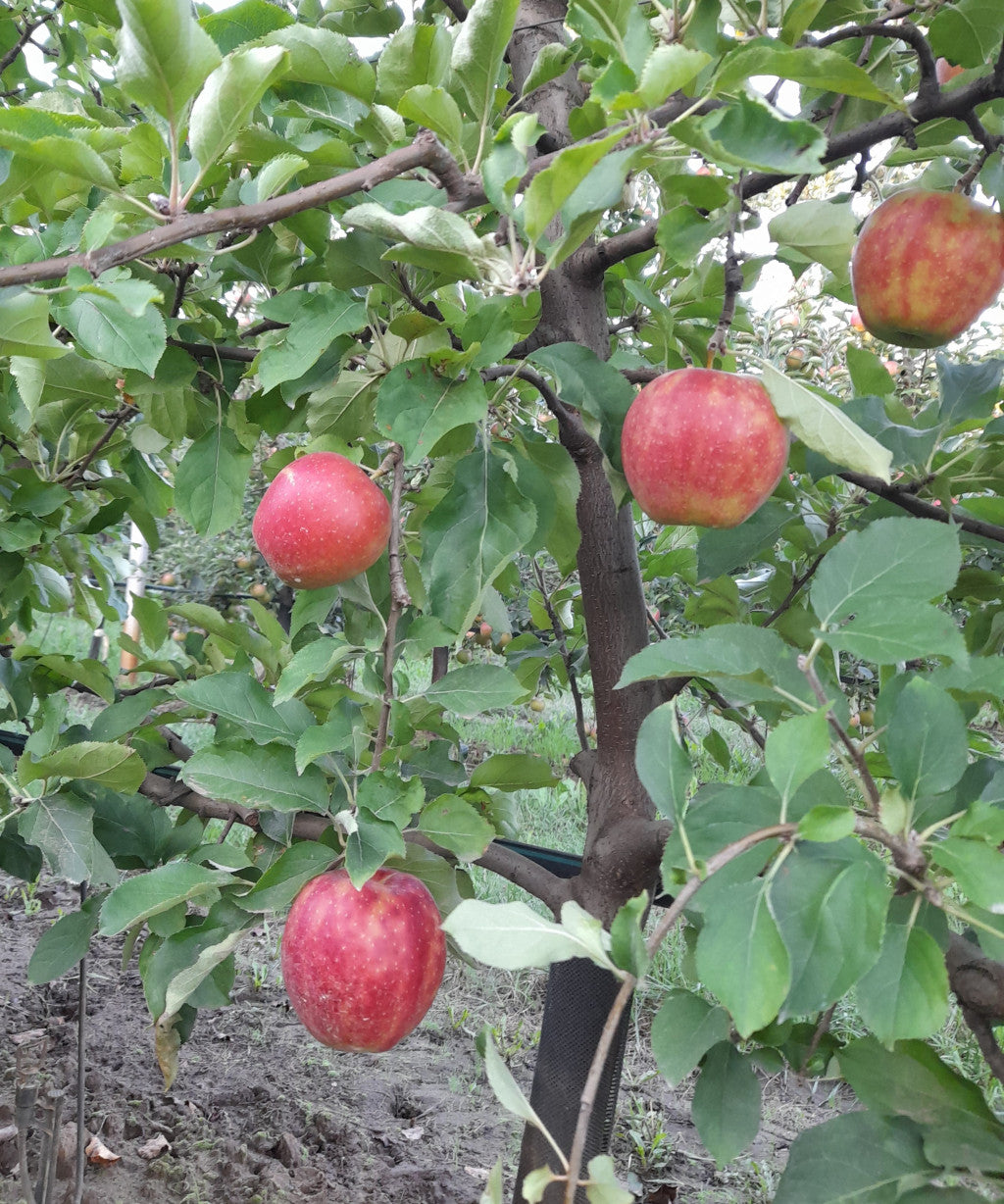 Alma -Jonagored/Prince