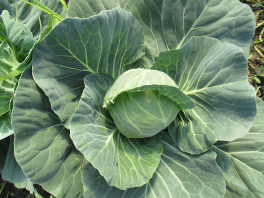 Bio Új  fejes  káposzta