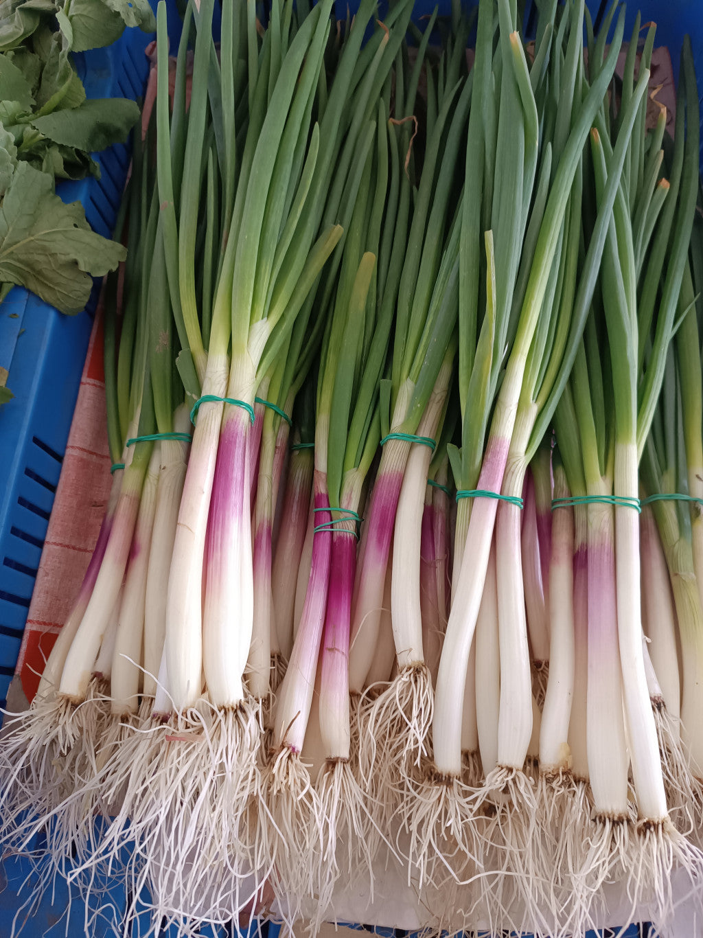 Újhagyma -lila salotta