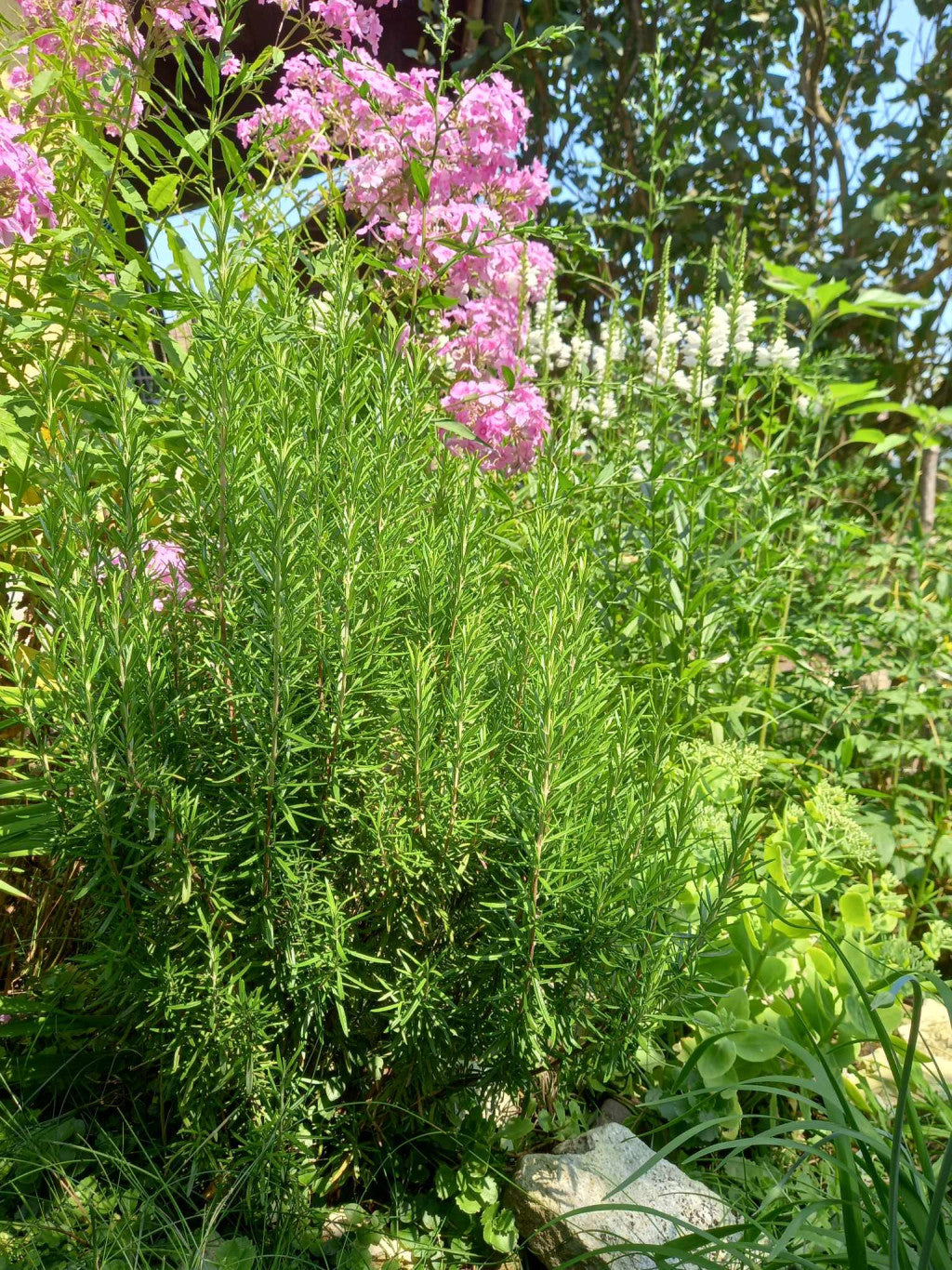 Friss rozmaring csokor