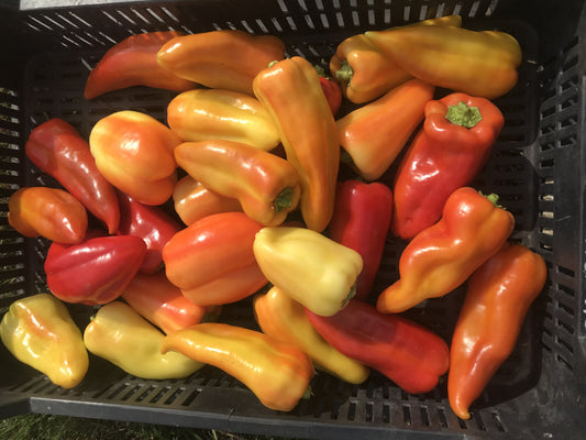 Bio Lecsó paprika -50 dkg