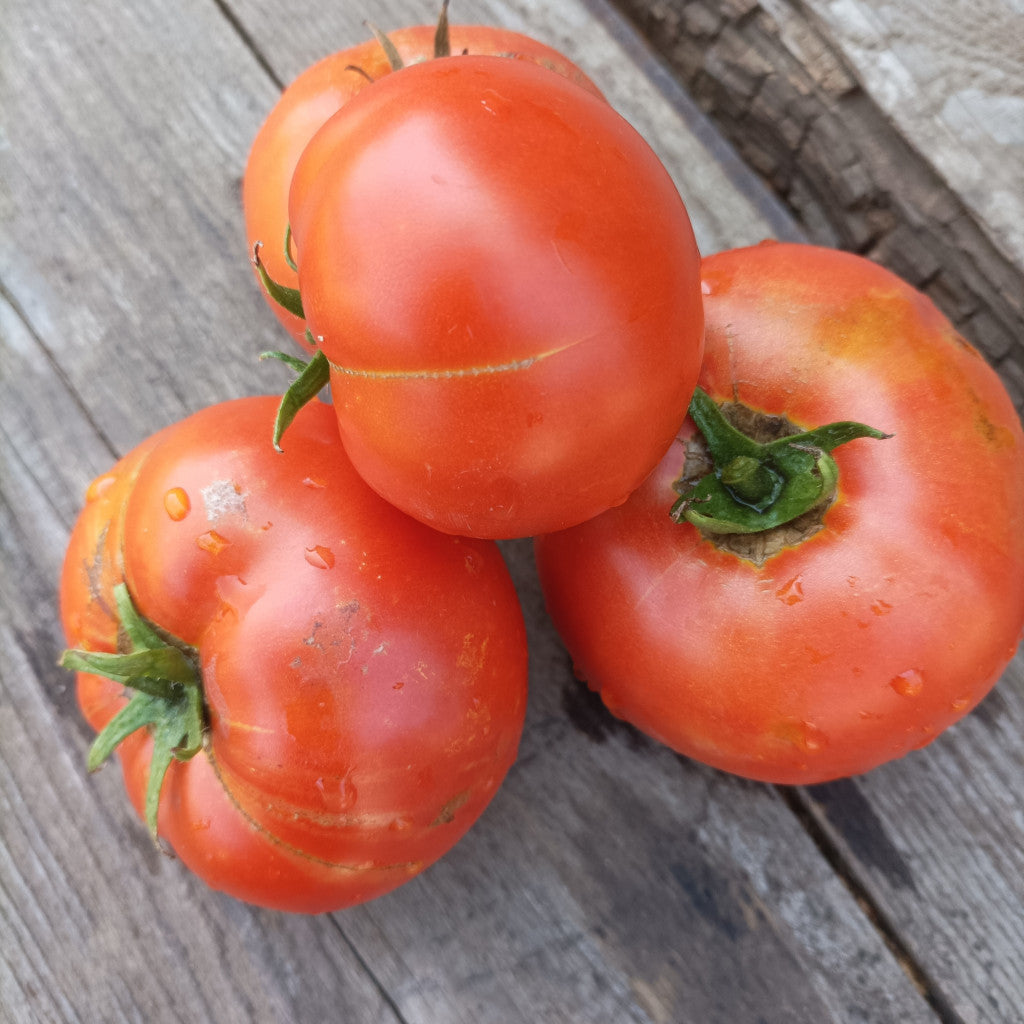 Paradicsom kerek 0.5kg