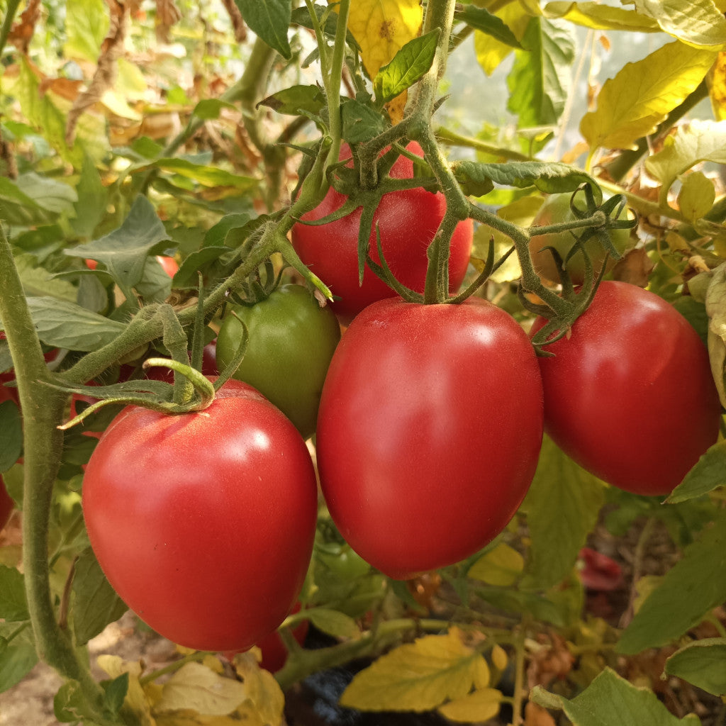 Paradicsom - bolgár Rugby - 1 kg