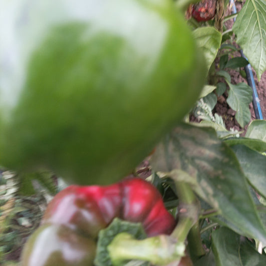 Kaliforniai paprika -zöld -50 dkg